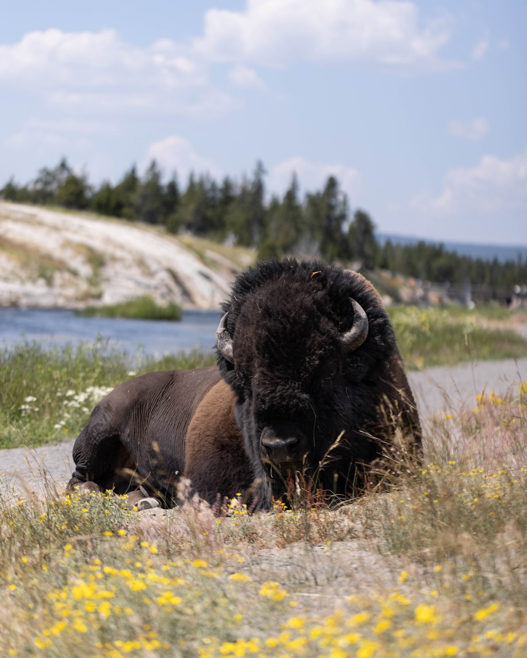 Bison – JK Boots